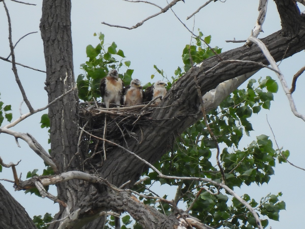 Ferruginous Hawk - ML638241552
