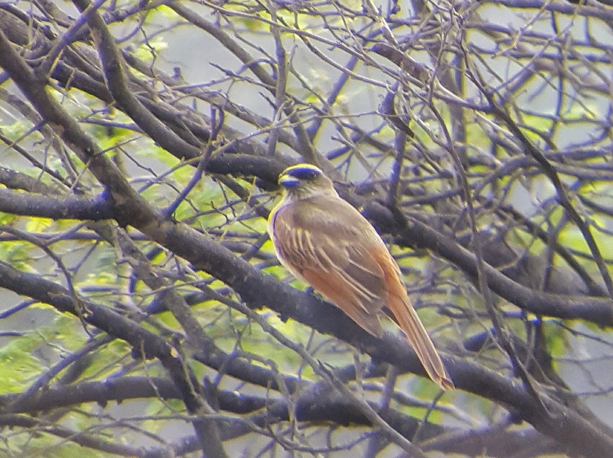 Baird's Flycatcher - ML638241559