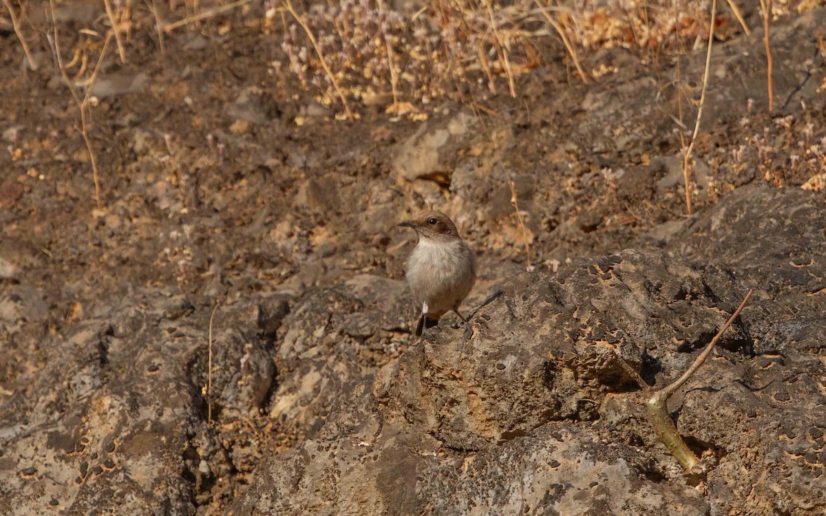 Arabian Wheatear - ML638241563