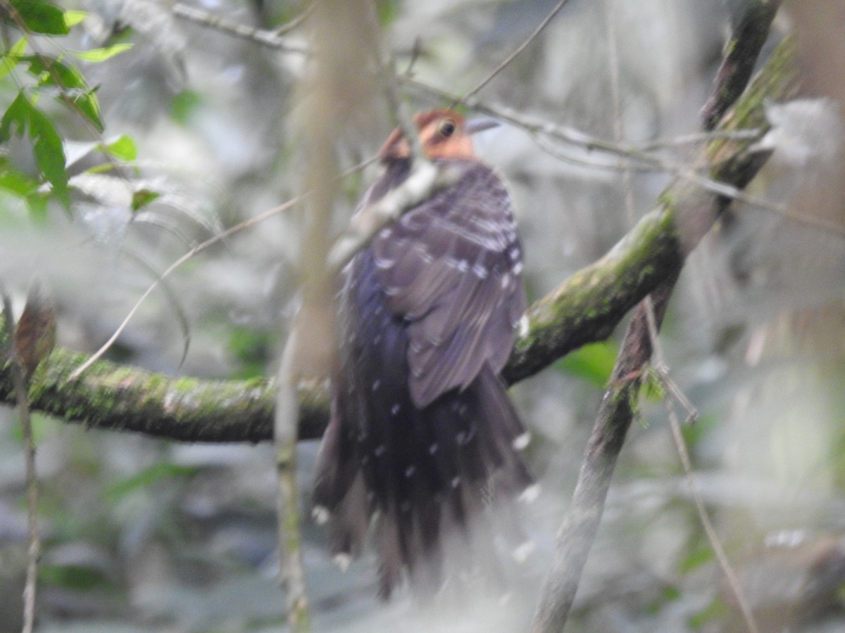 Pavonine Cuckoo - ML638241580