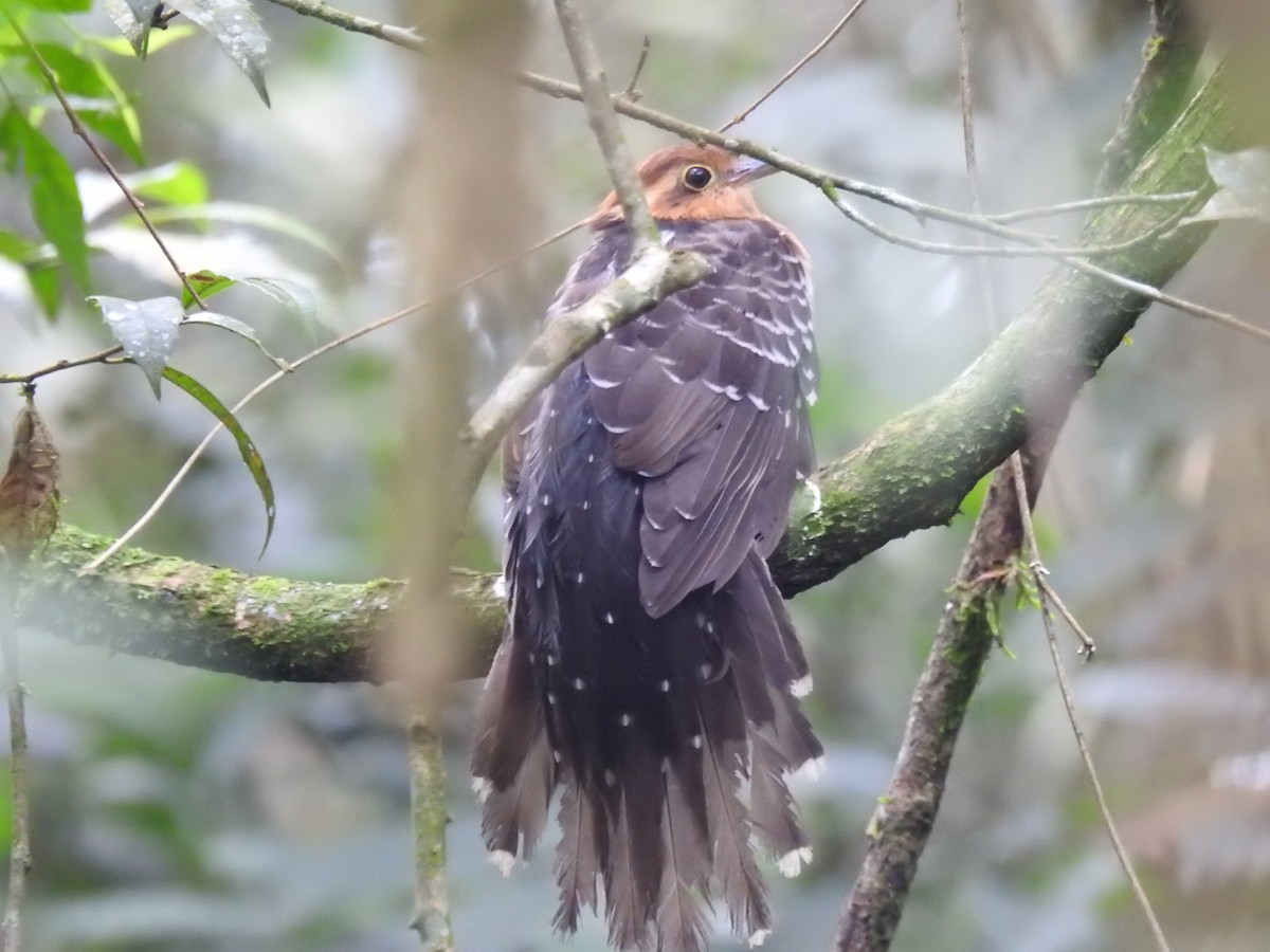 Pavonine Cuckoo - ML638241581