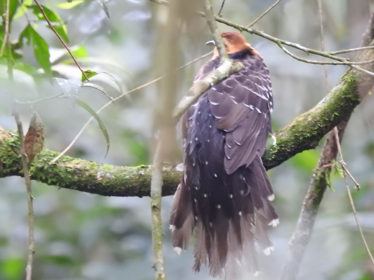 Pavonine Cuckoo - ML638241582