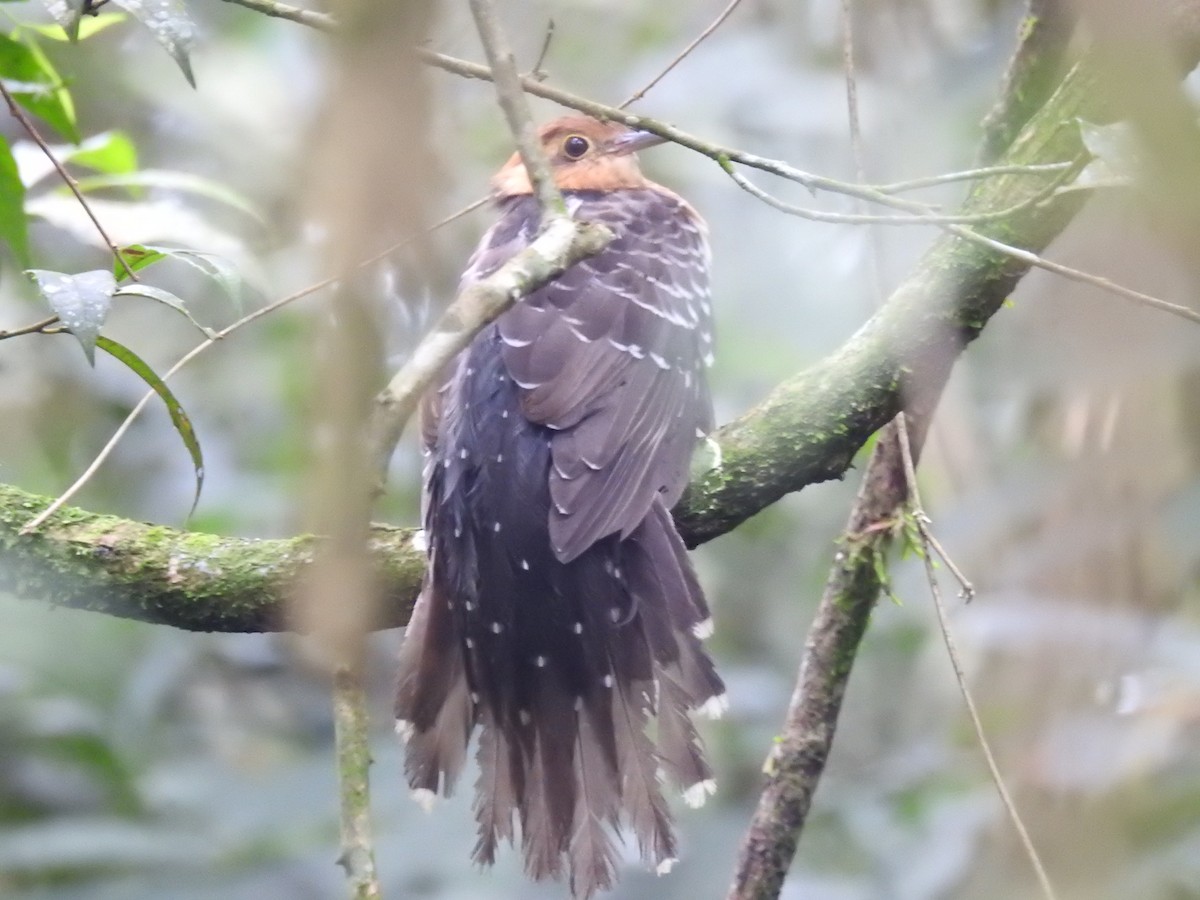 Pavonine Cuckoo - ML638241583