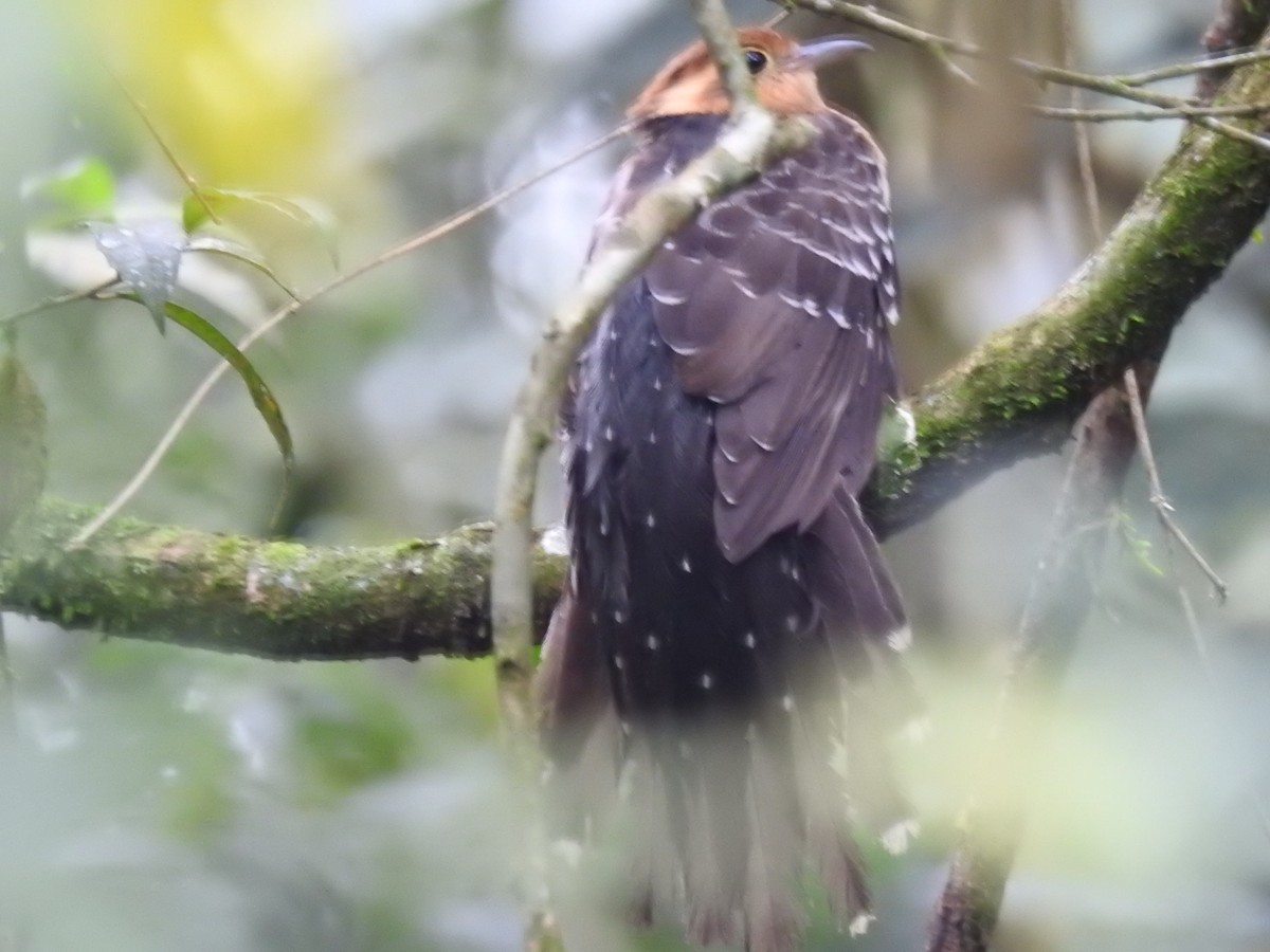 Pavonine Cuckoo - ML638241584