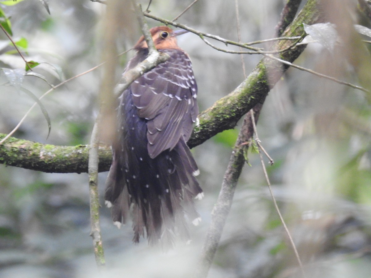 Pavonine Cuckoo - ML638241585