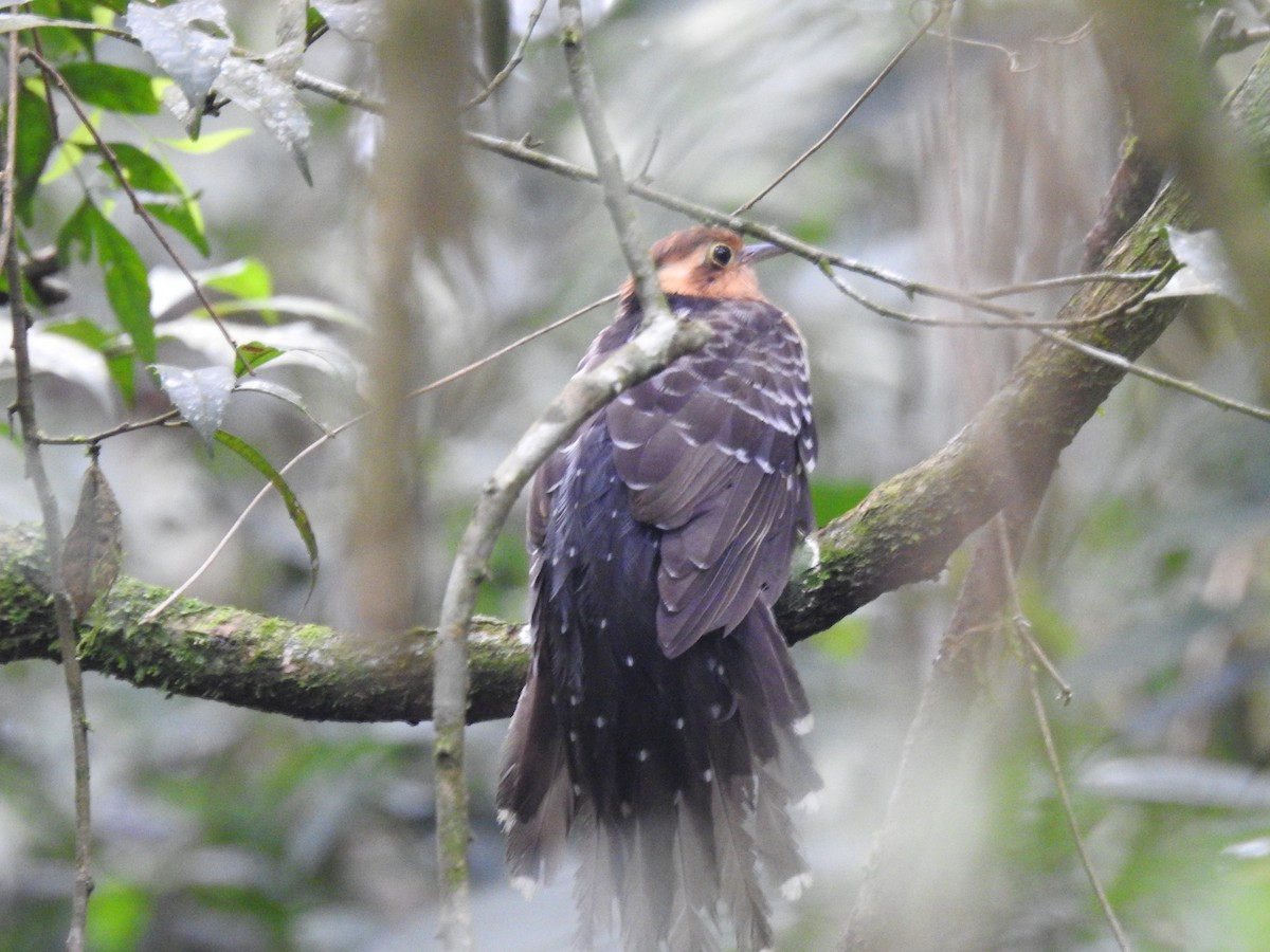 Pavonine Cuckoo - ML638241586