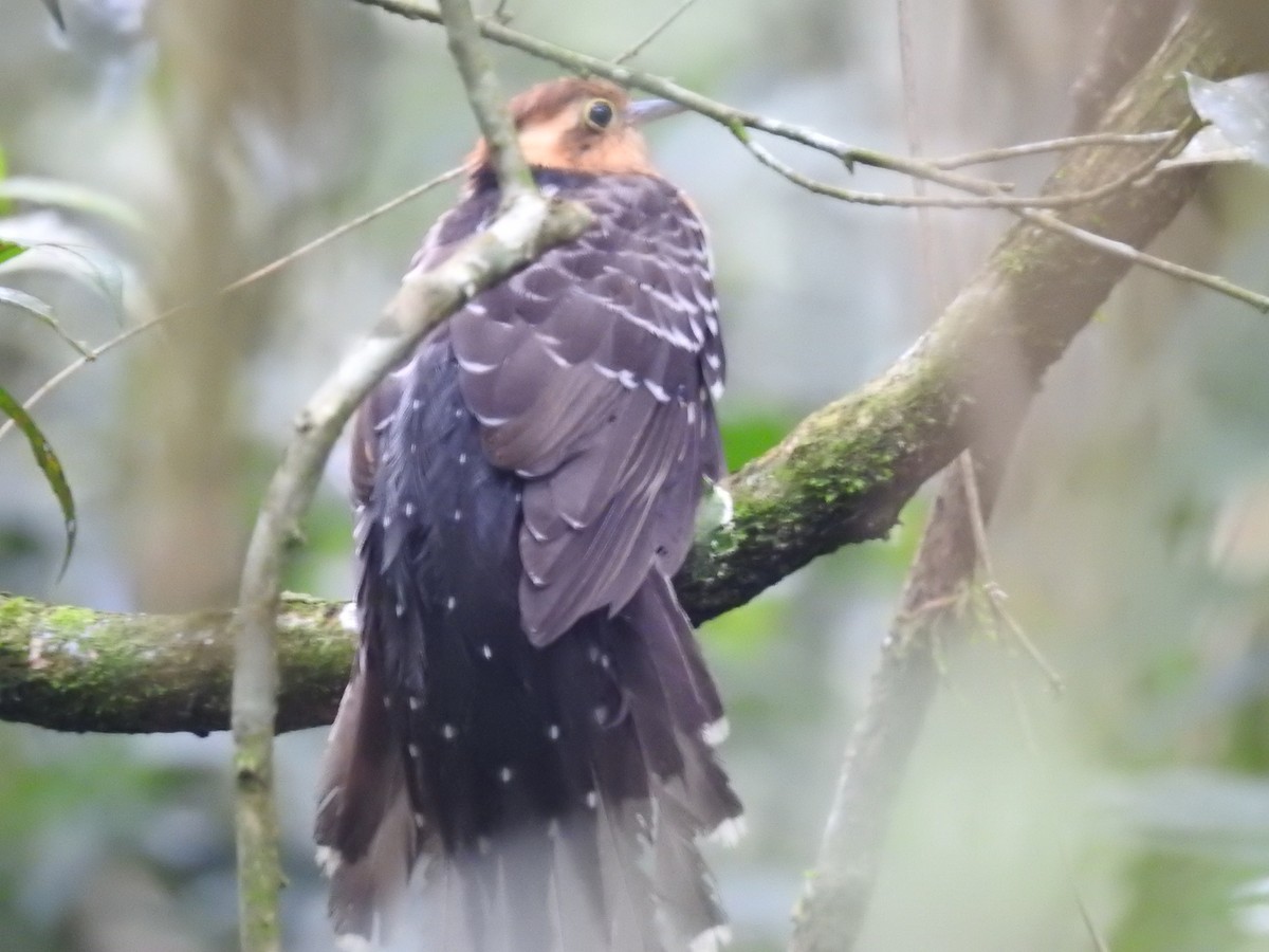 Pavonine Cuckoo - ML638241587