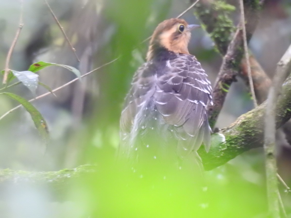 Pavonine Cuckoo - ML638241588