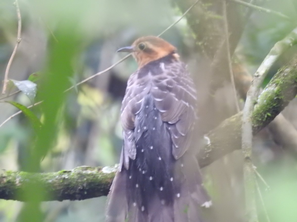 Pavonine Cuckoo - ML638241589