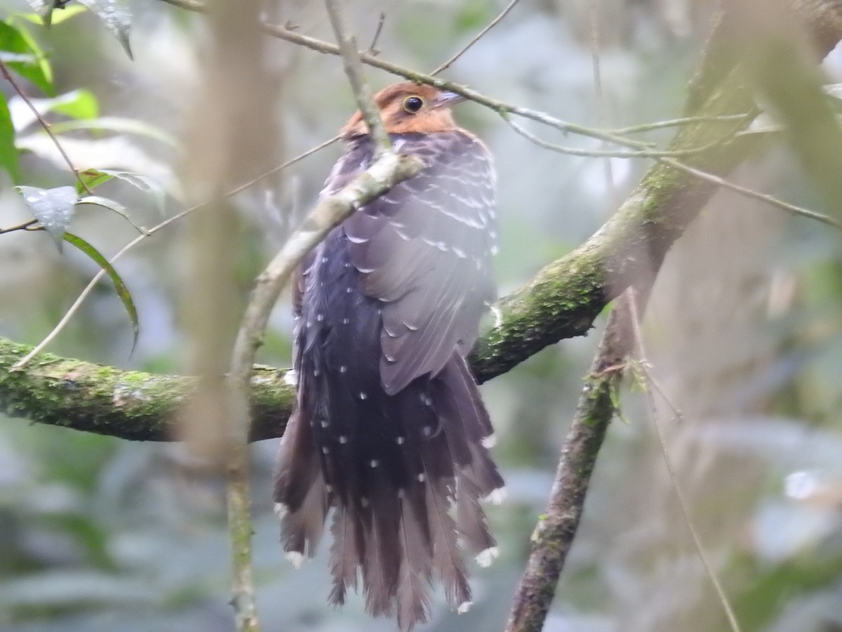 Pavonine Cuckoo - ML638241590
