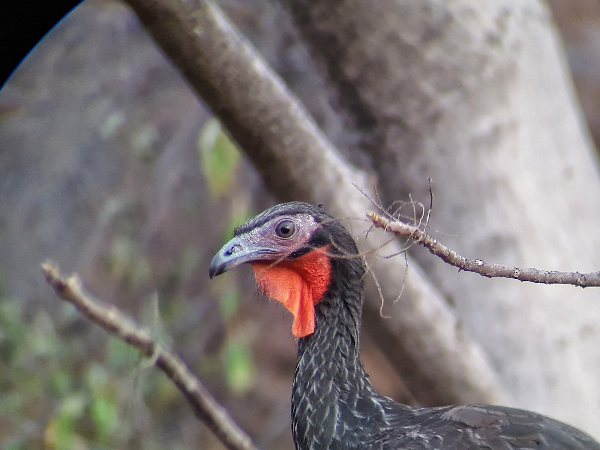 White-winged Guan - ML638241591