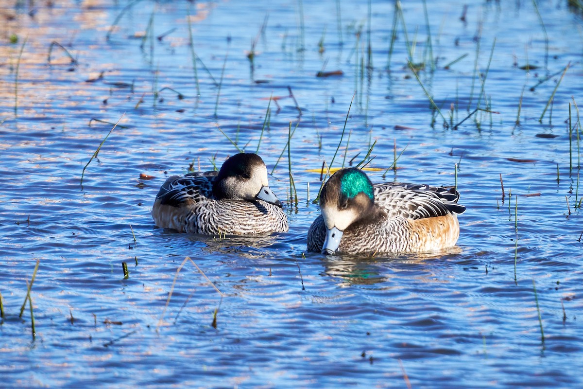 Chiloe Wigeon - ML638241592
