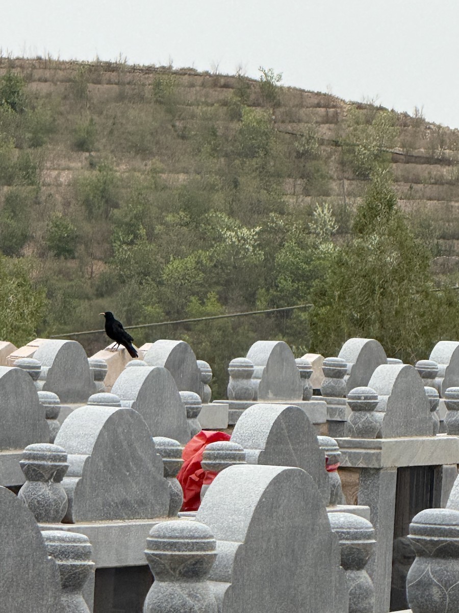 kavče červenozobé - ML638241593