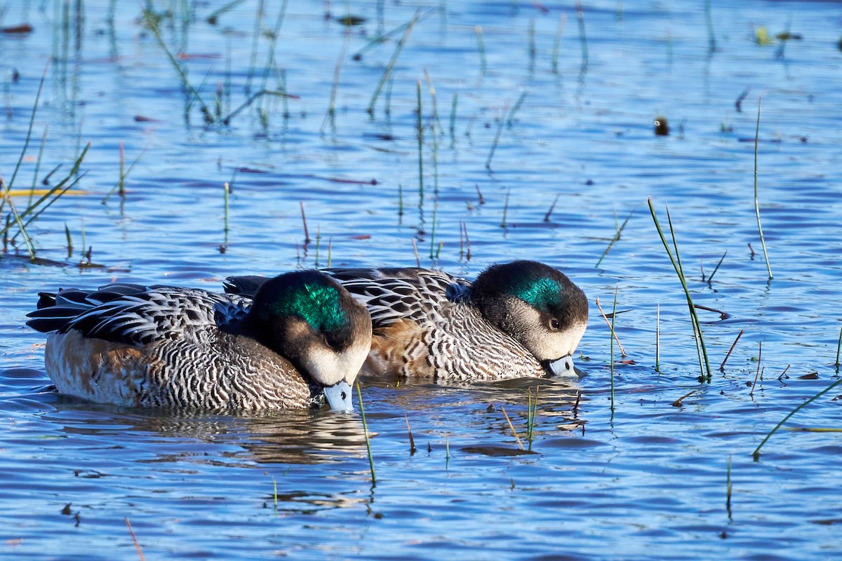 Chiloe Wigeon - ML638241595