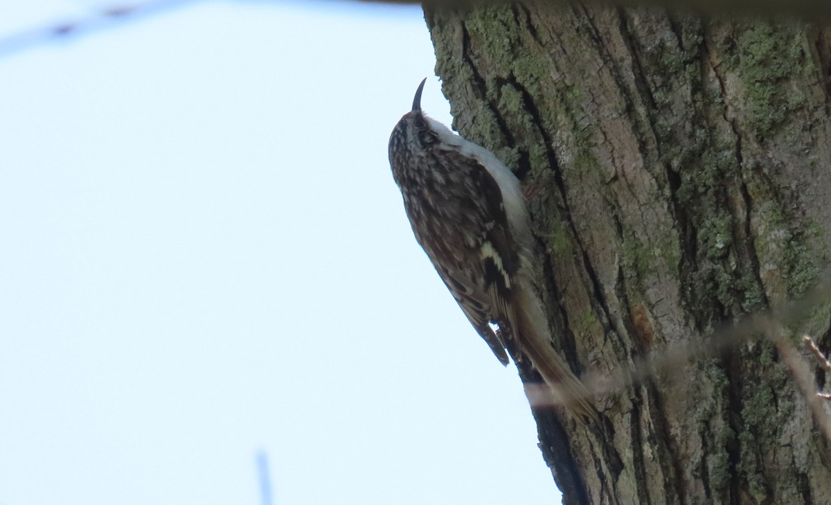 Brown Creeper - ML638241596