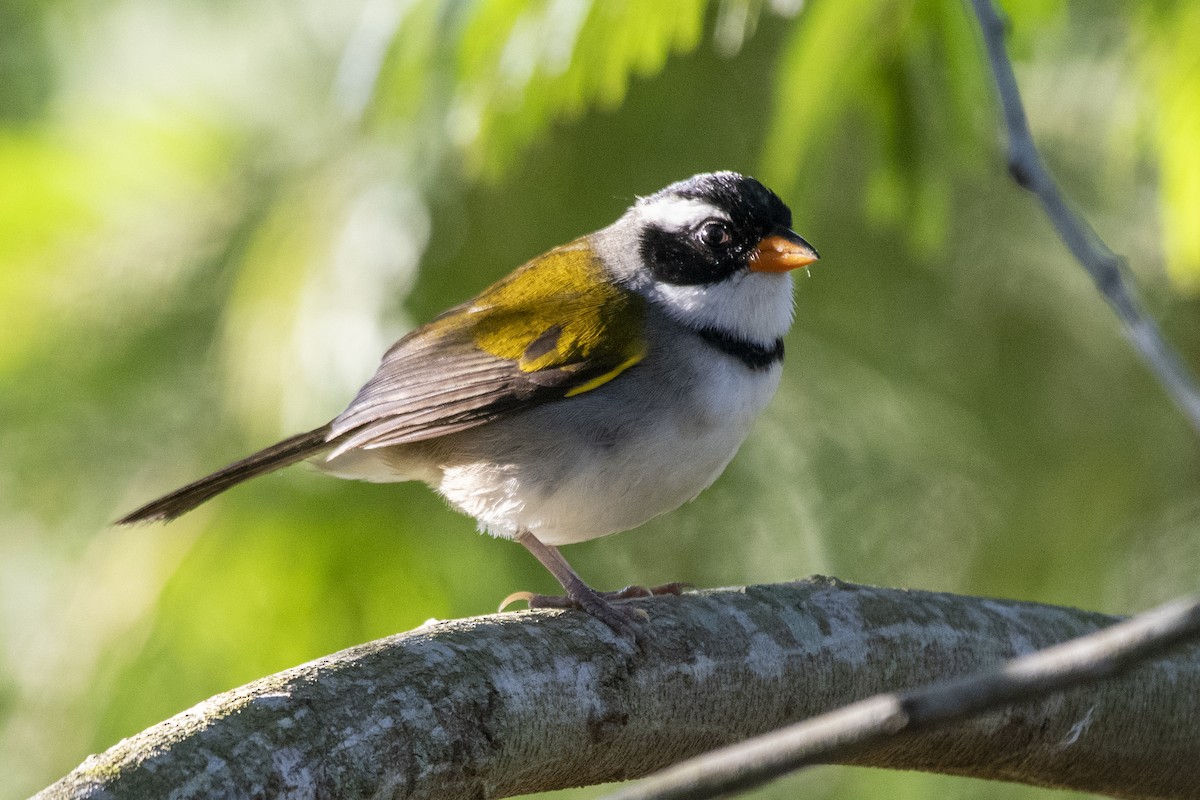 Saffron-billed Sparrow - ML638241598