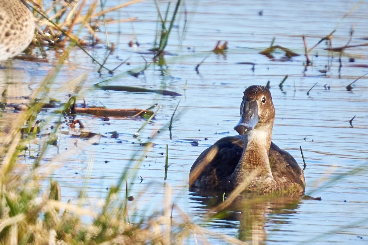 Rosy-billed Pochard - ML638241613