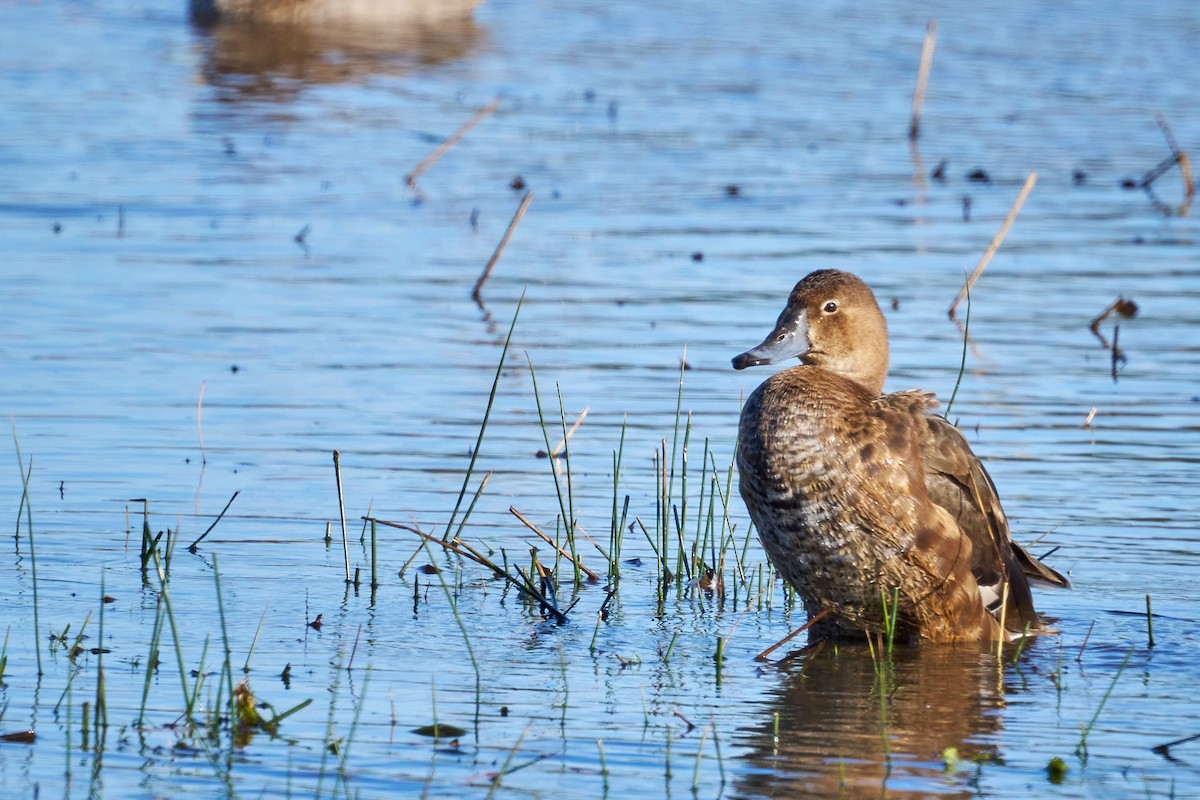 Rosy-billed Pochard - ML638241627