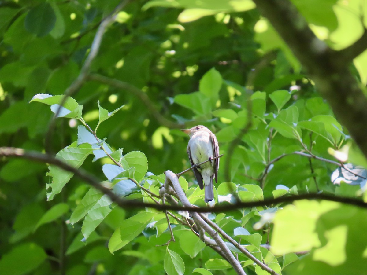 Acadian Flycatcher - ML638241630