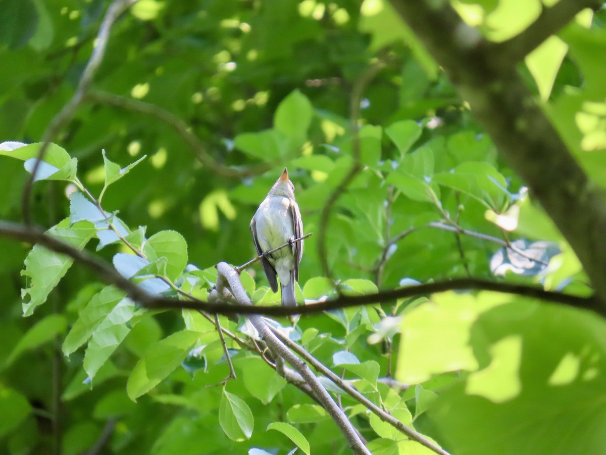 Acadian Flycatcher - ML638241631