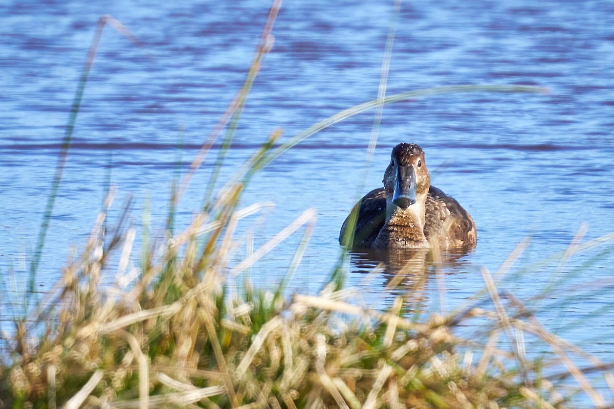 Rosy-billed Pochard - ML638241634