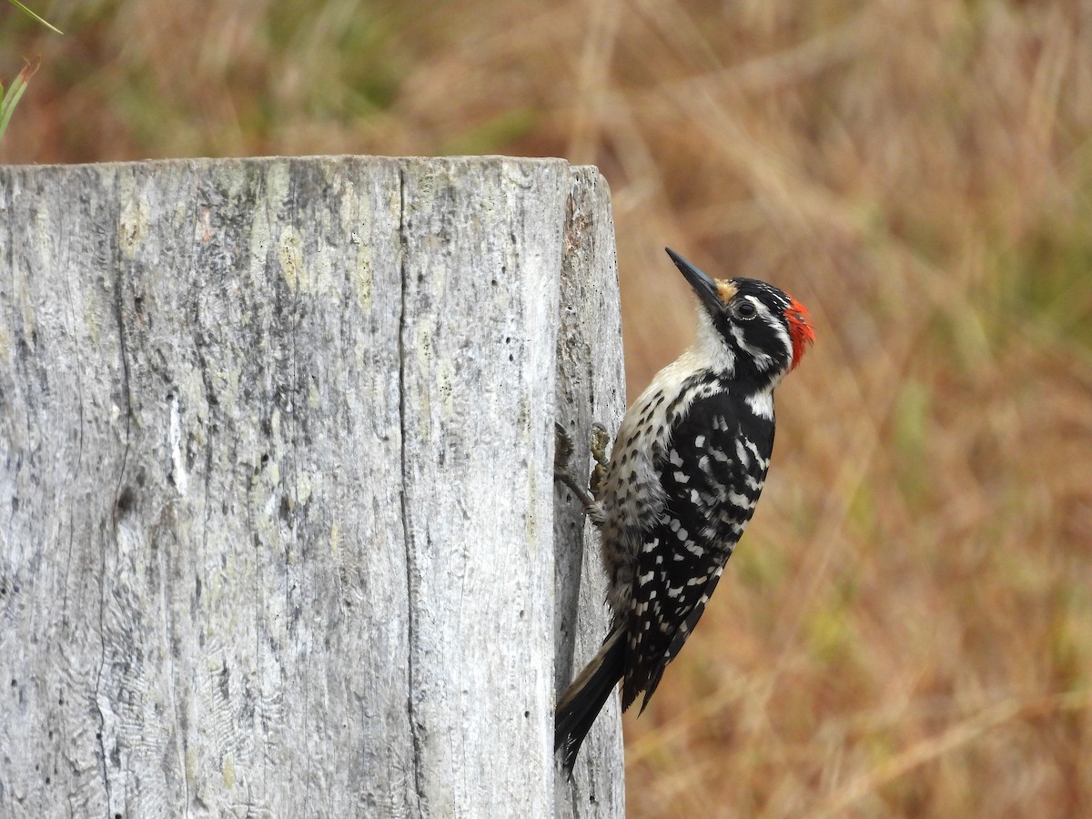 Nuttall's Woodpecker - ML638241636