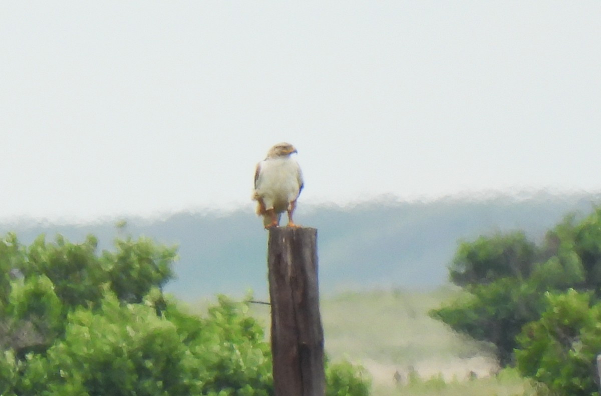Ferruginous Hawk - ML638241648