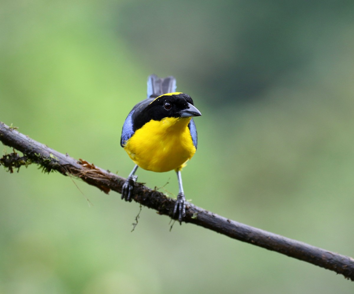 Blauflügel-Bergtangare - ML638241655