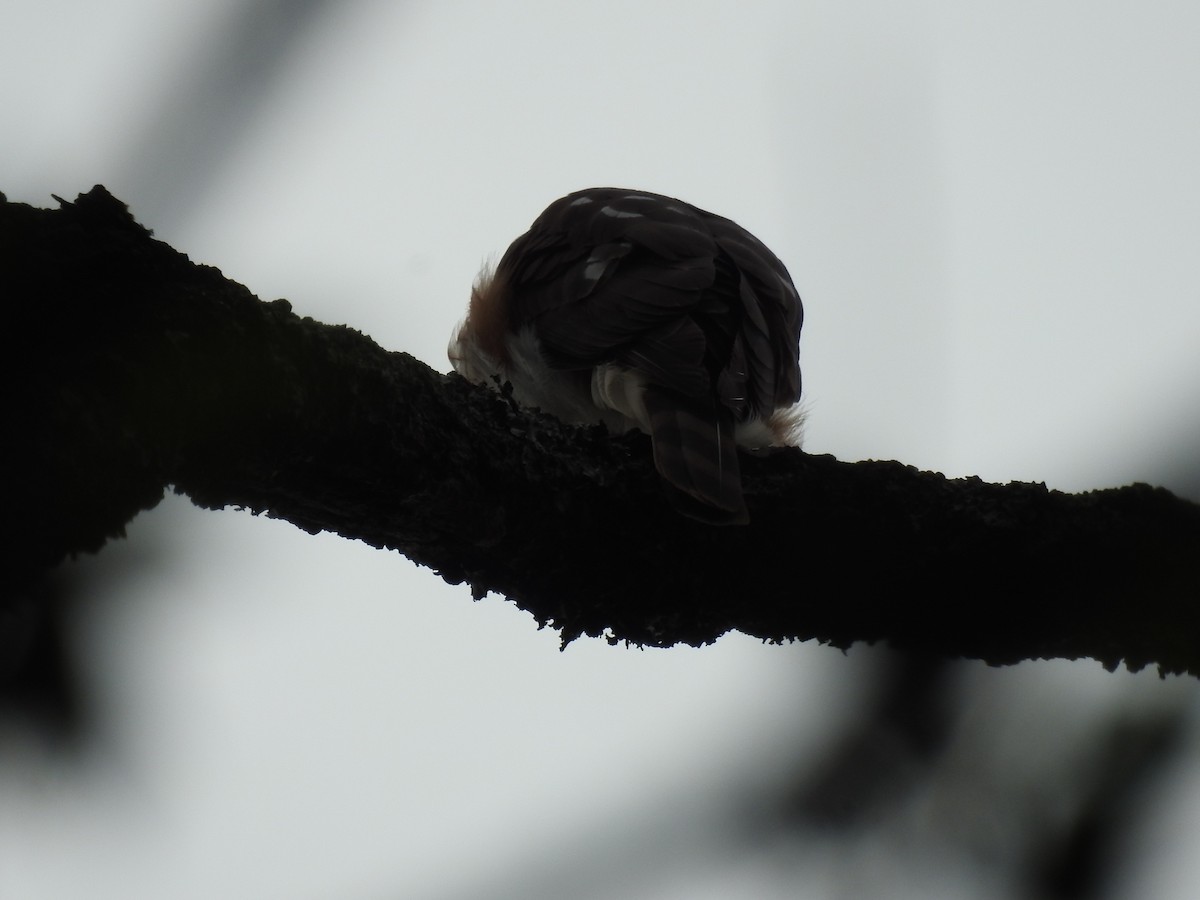 Sharp-shinned Hawk - ML638241656