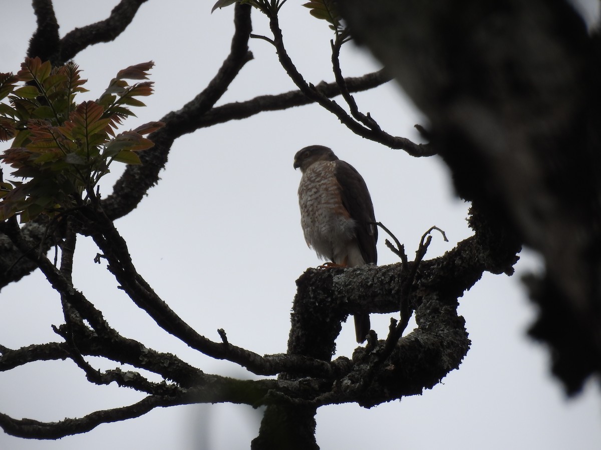 Sharp-shinned Hawk - ML638241658