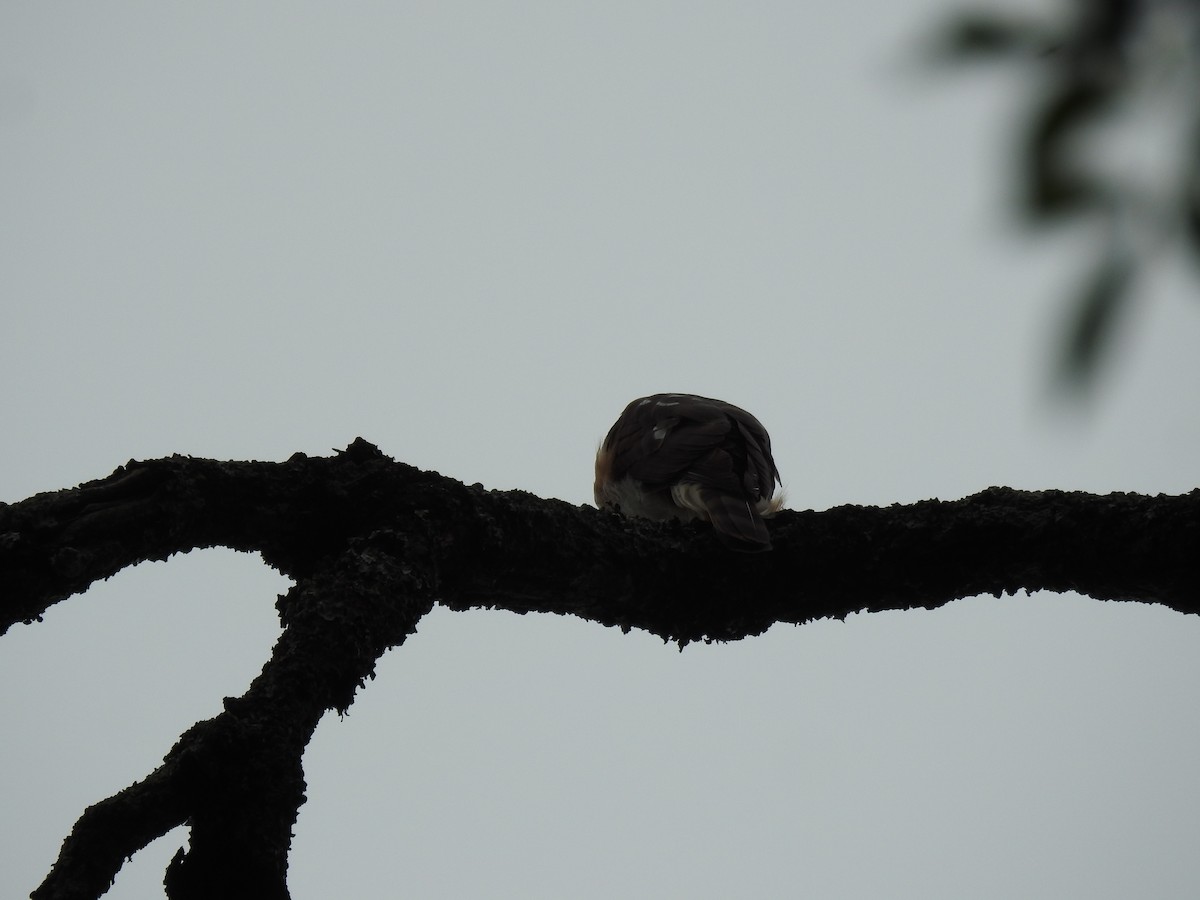 Sharp-shinned Hawk - ML638241659