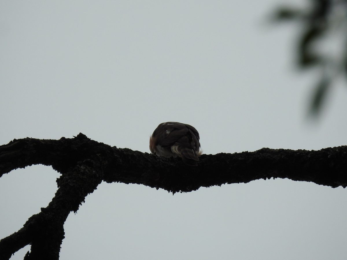 Sharp-shinned Hawk - ML638241660