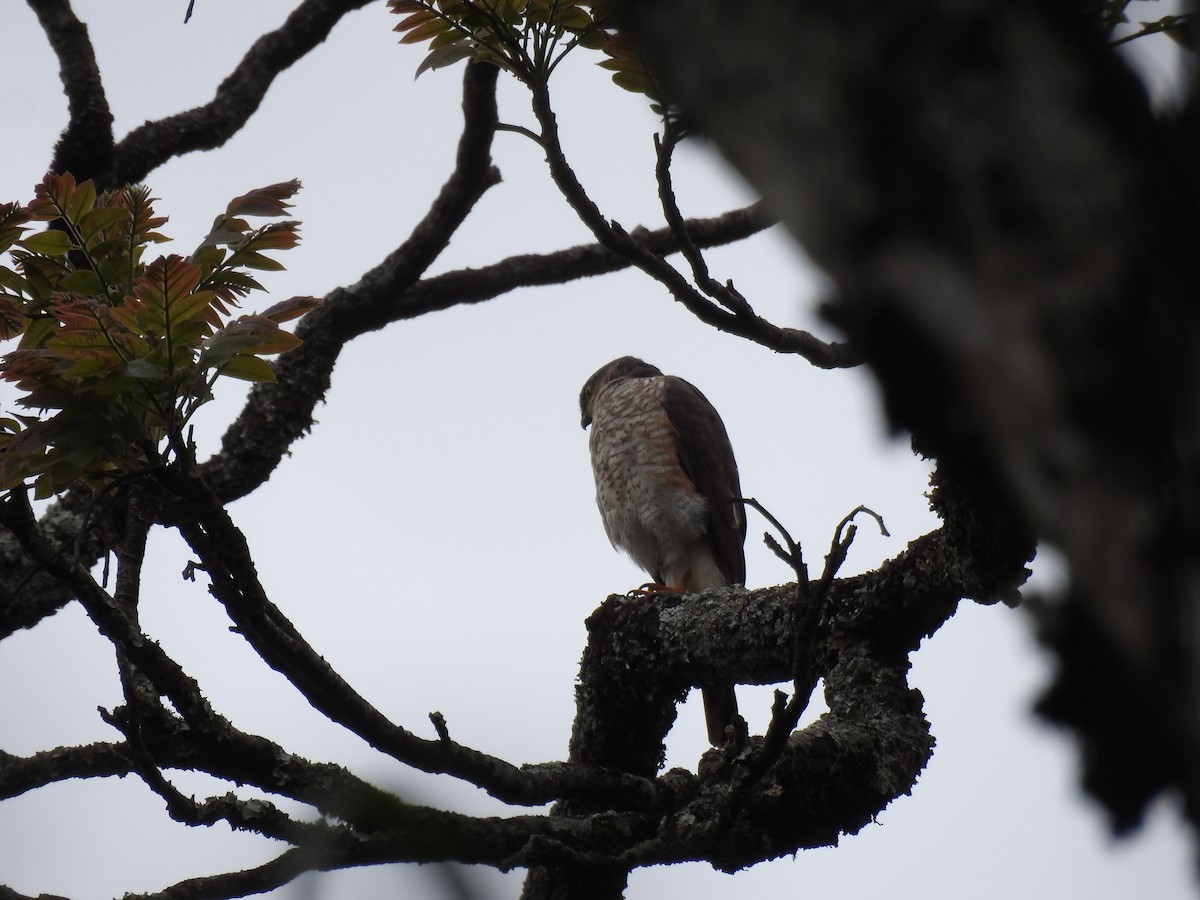 Sharp-shinned Hawk - ML638241662