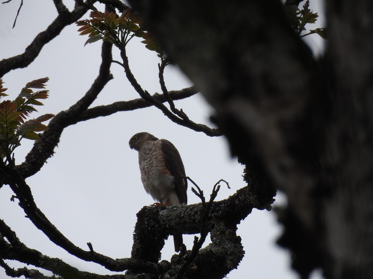 Sharp-shinned Hawk - ML638241663