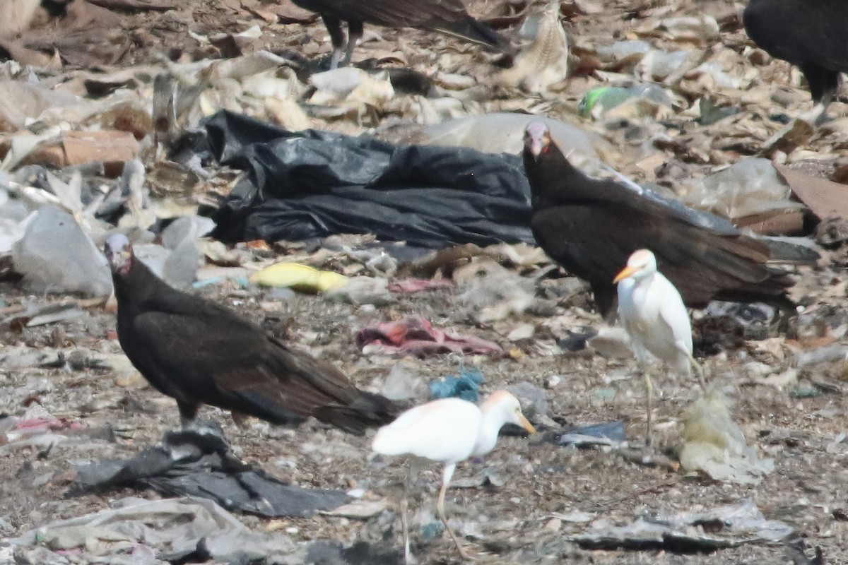 Lesser Yellow-headed Vulture - ML638241682