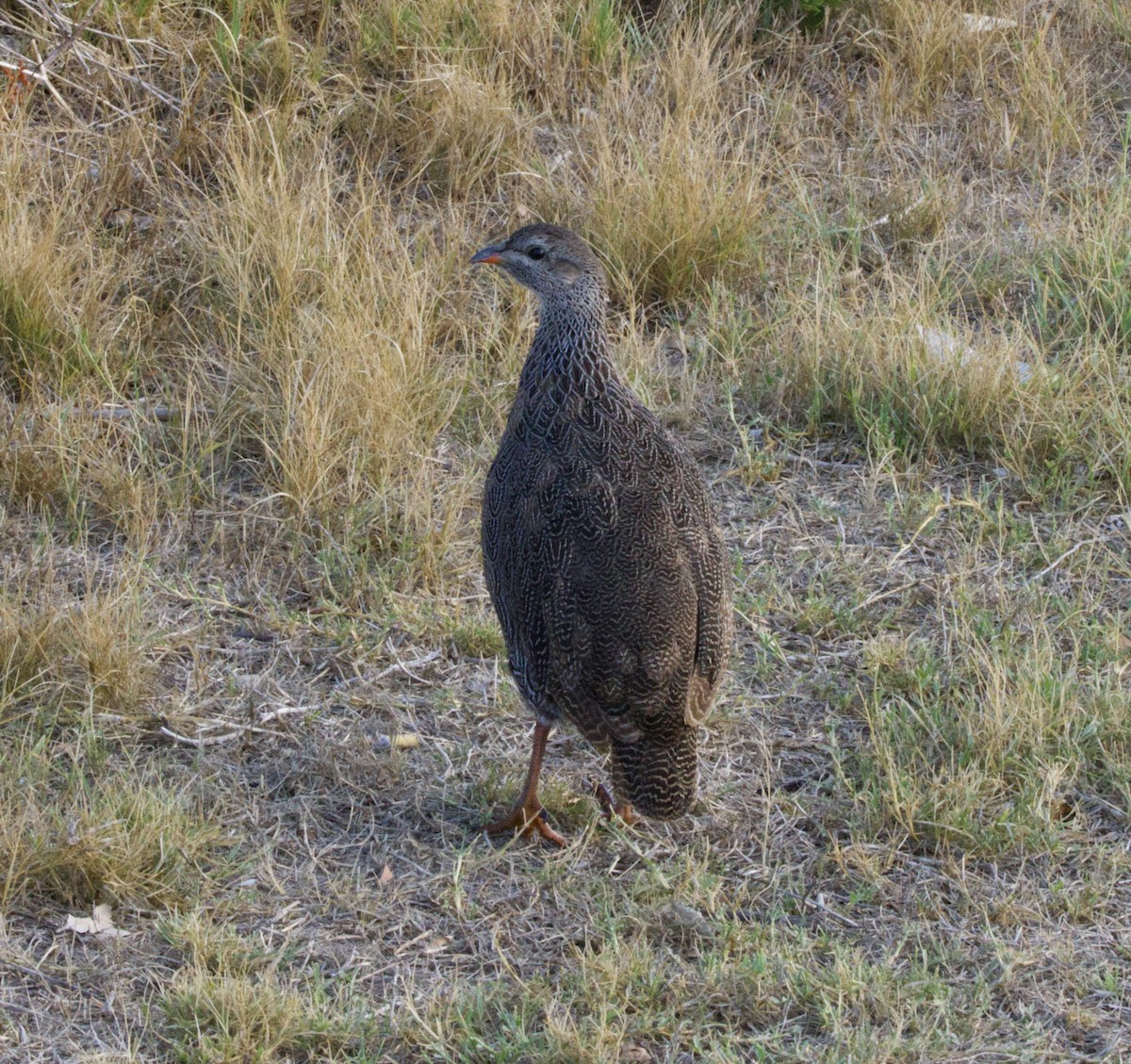 Cape Spurfowl - ML638241733