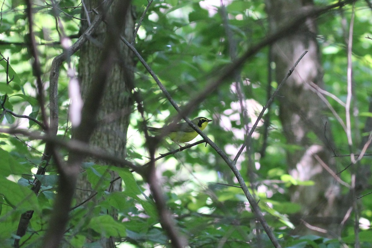 Kentucky Warbler - ML638241738