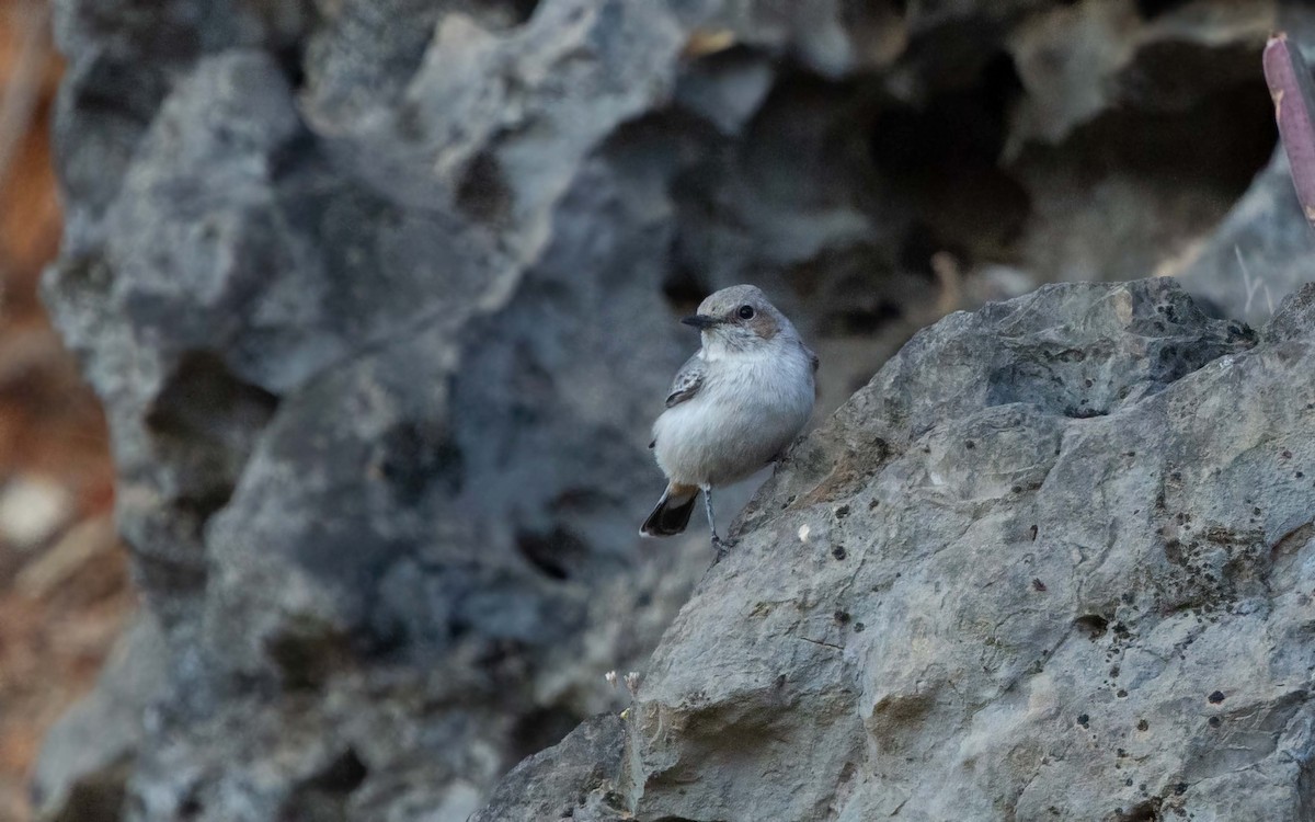 Arabian Wheatear - ML638241788