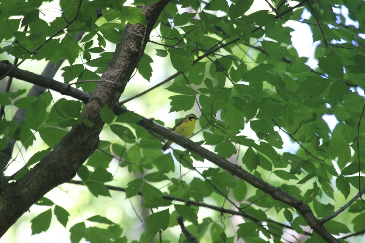 Kentucky Warbler - ML638241790