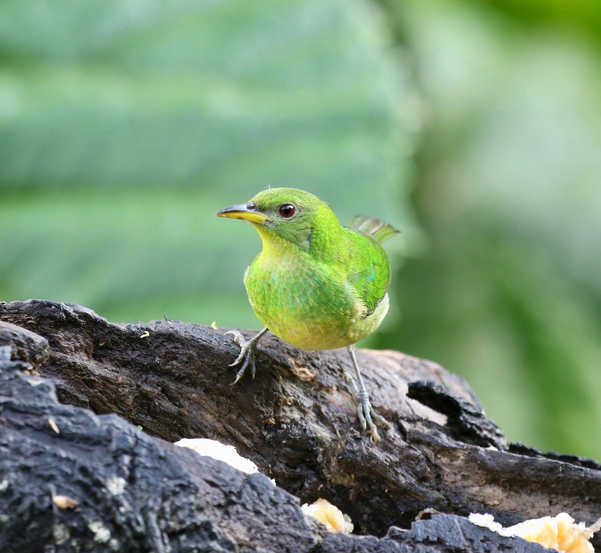 Green Honeycreeper - ML638241813