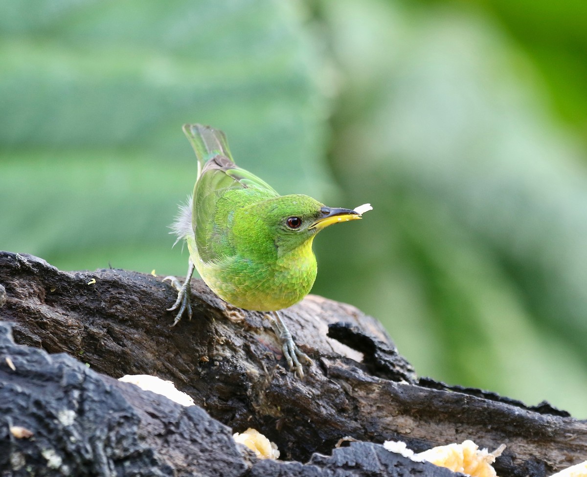 Green Honeycreeper - ML638241814
