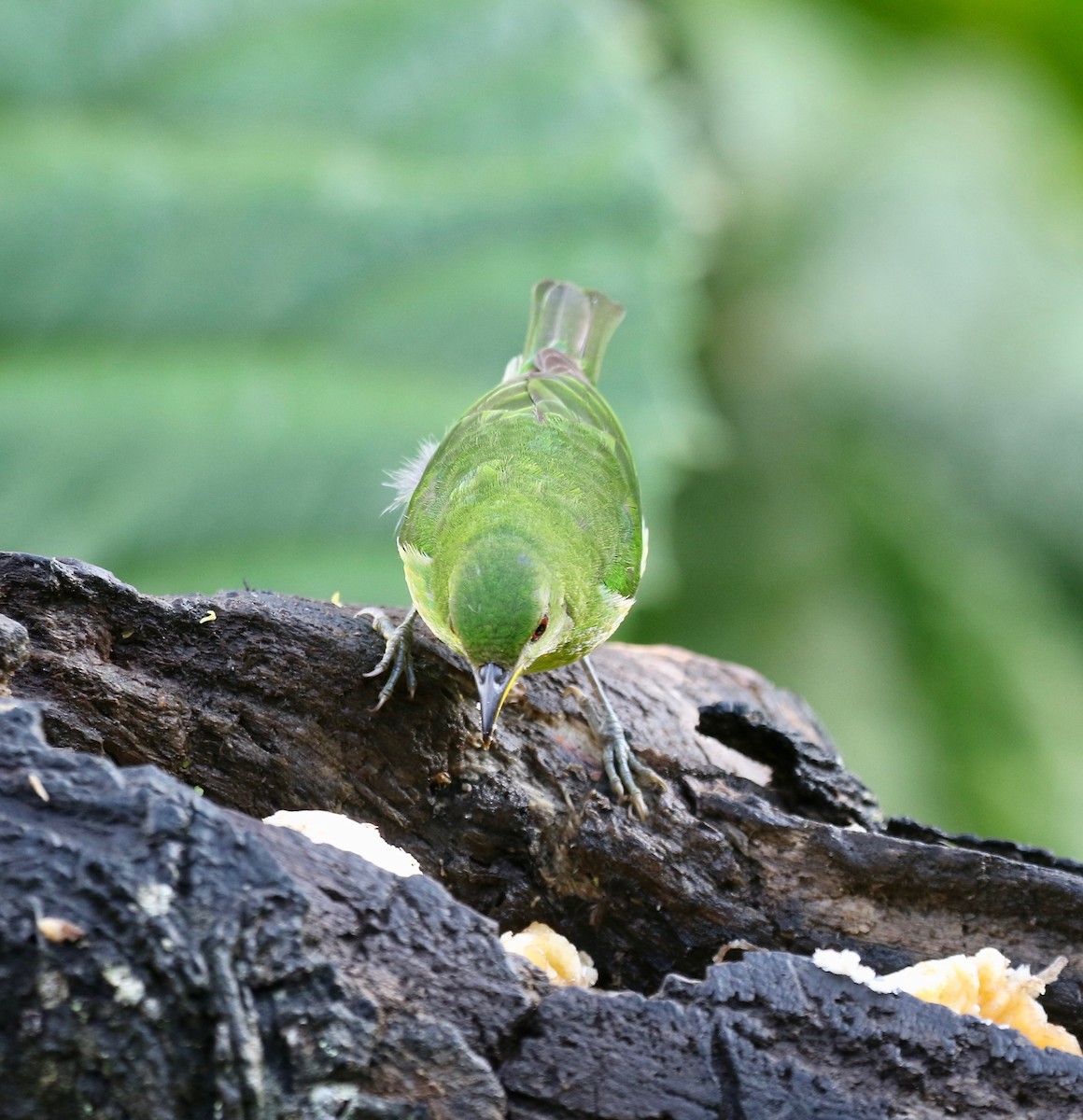Green Honeycreeper - ML638241815