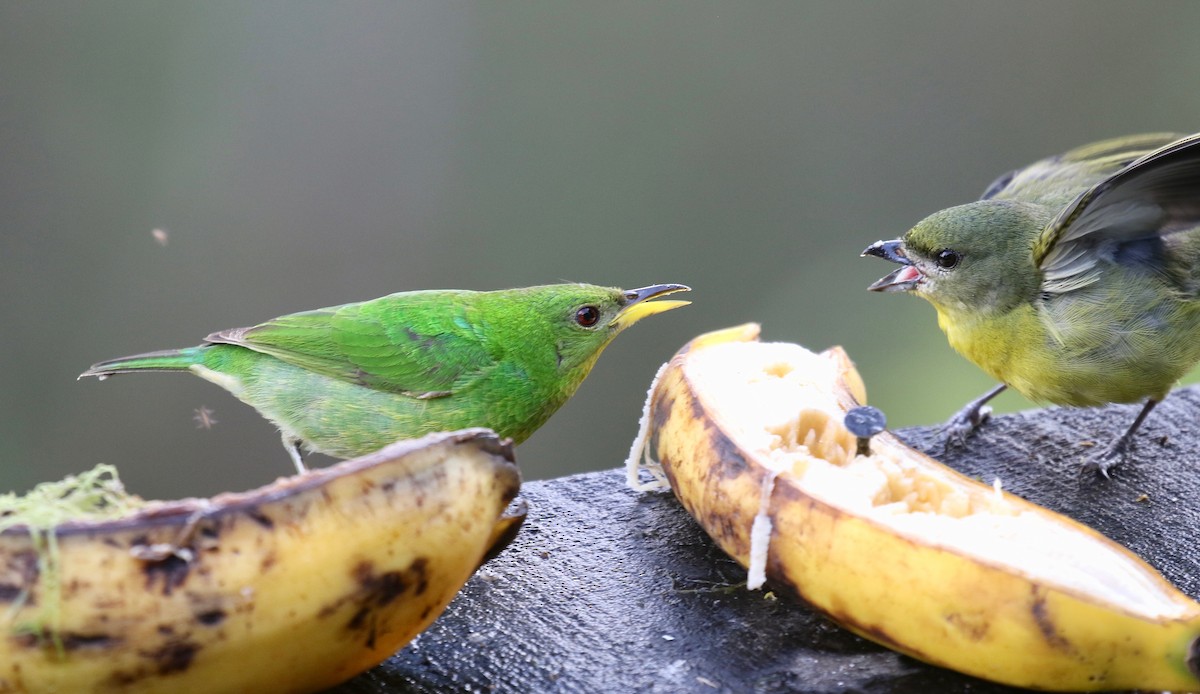 Green Honeycreeper - ML638241816