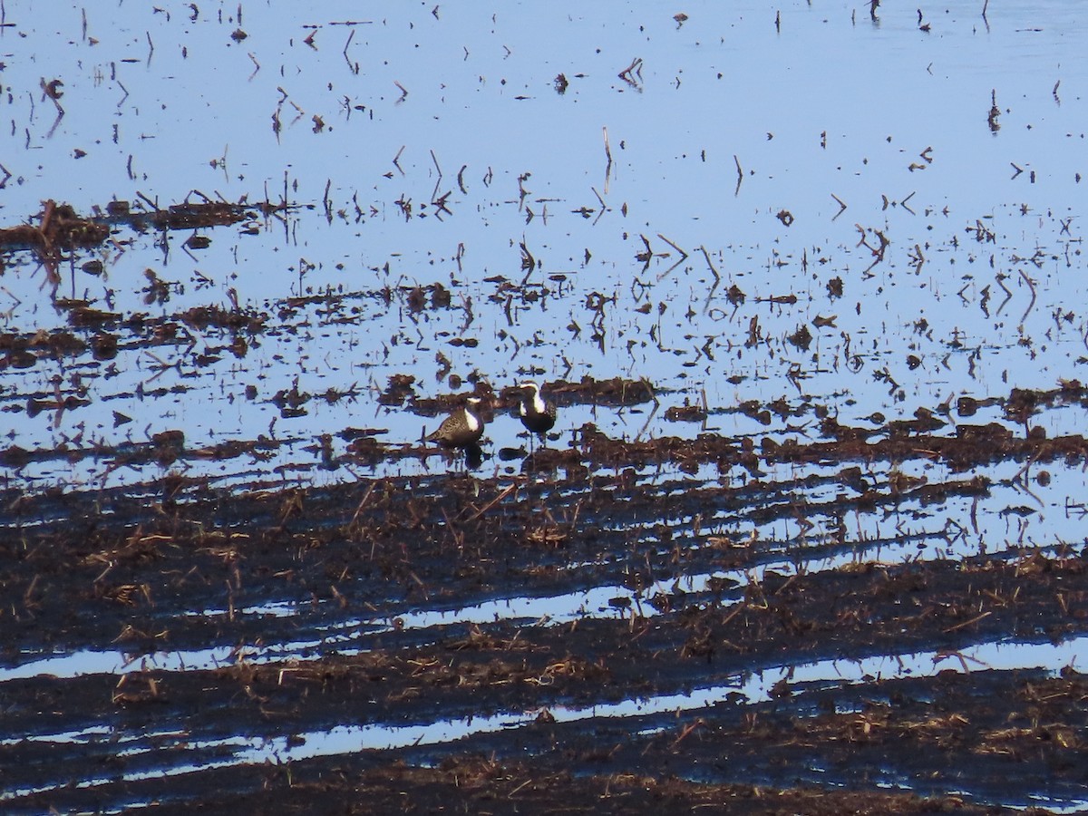 American Golden-Plover - ML638241834