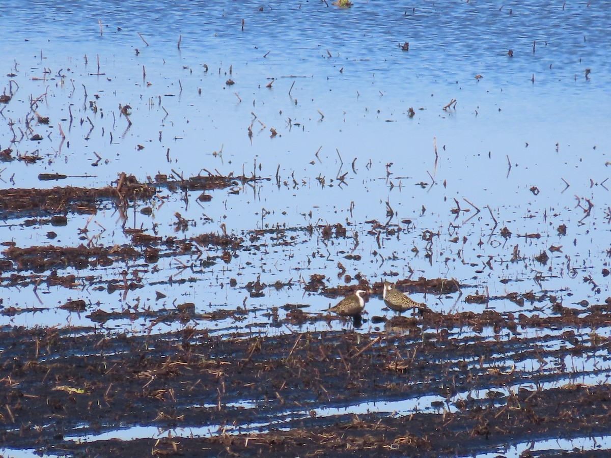 American Golden-Plover - ML638241835