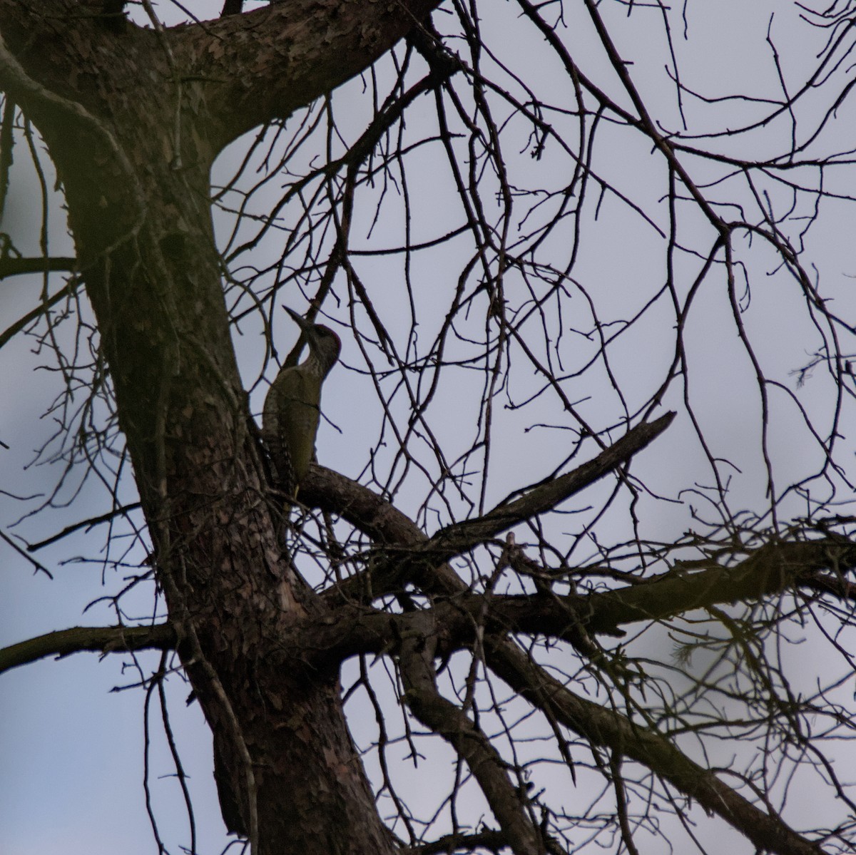 Eurasian Green Woodpecker - ML638241856