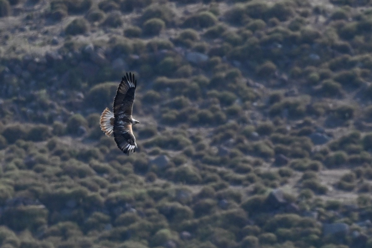 Long-legged Buzzard - ML638241858