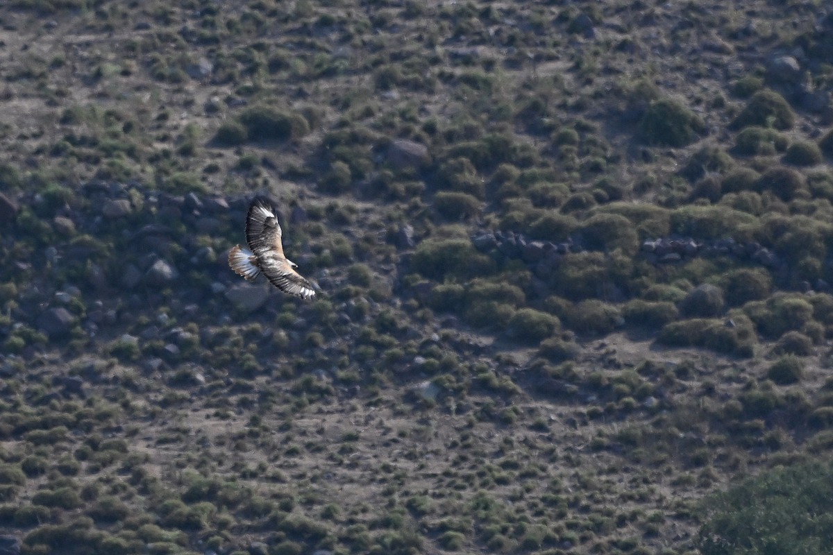 Long-legged Buzzard - ML638241860