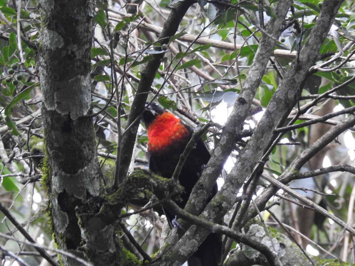 Red-ruffed Fruitcrow - ML638241863