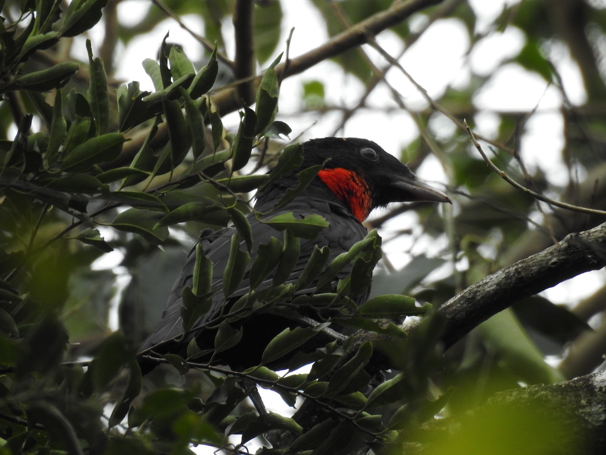 Red-ruffed Fruitcrow - ML638241867